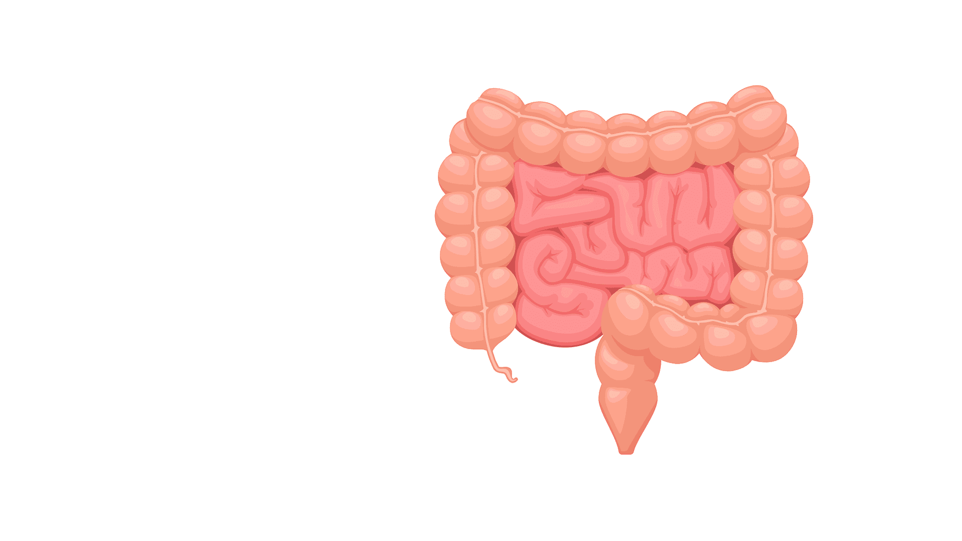 Intestino Delgado